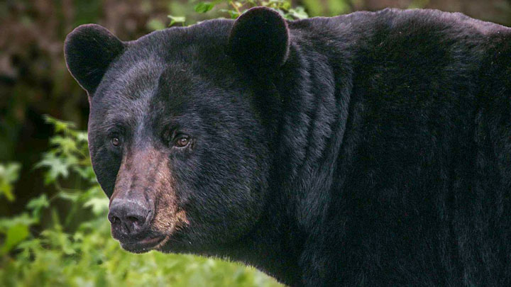 black bear