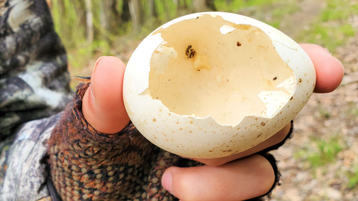 Wild Turkey Egg