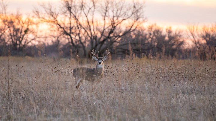 Turn that Safari into a “Stay-fari” This Fall