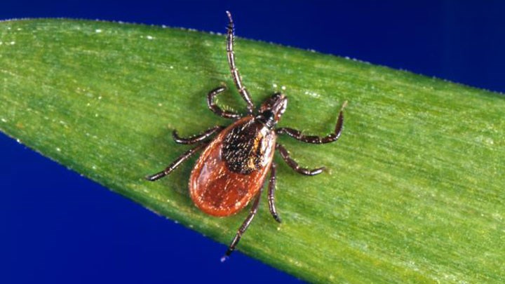 Is Your Summer Flu Actually Lyme Disease?