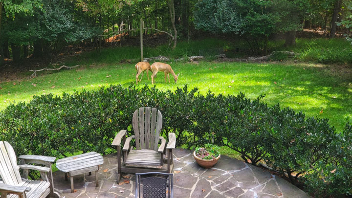 Deer in backyard in Virginia