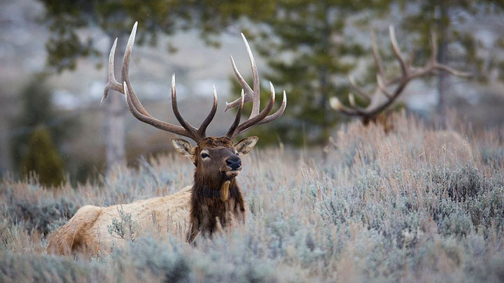 photo of elk in wilderness