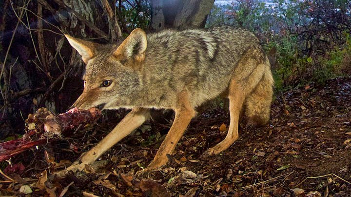 Maine Anti-Hunters Target Hunters with Petitions to Protect Predators