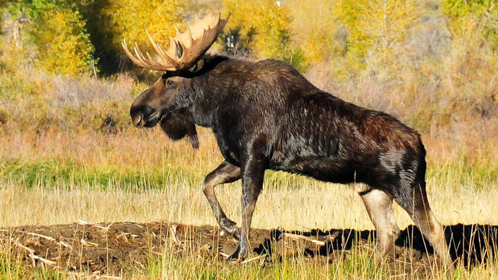 Shiras moose