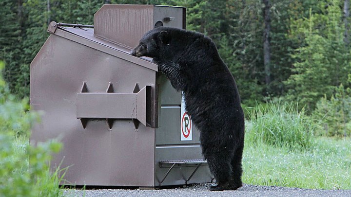 Black Bear Trapped and Destroyed after Mauling a New Jersey Resident 