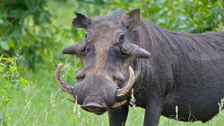 NRA Hunters' Leadership Forum | Vegan-Turned-Hunter Shares Why Hunting Ensures Conservation