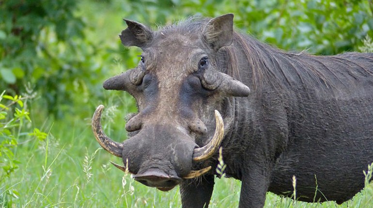 NRA Hunters' Leadership Forum | Vegan-Turned-Hunter Shares Why Hunting Ensures Conservation