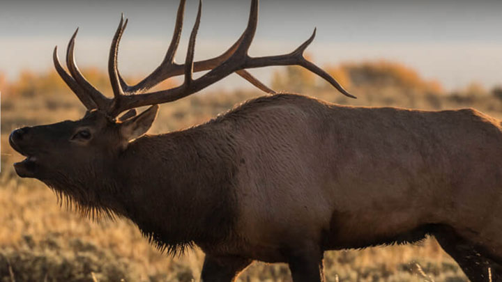 bull elk bugling