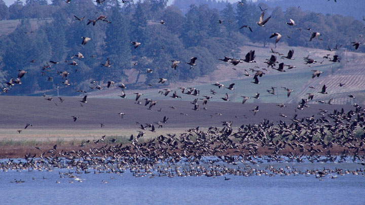 waterfowl fly over Ankeny National Wildlife Refuge