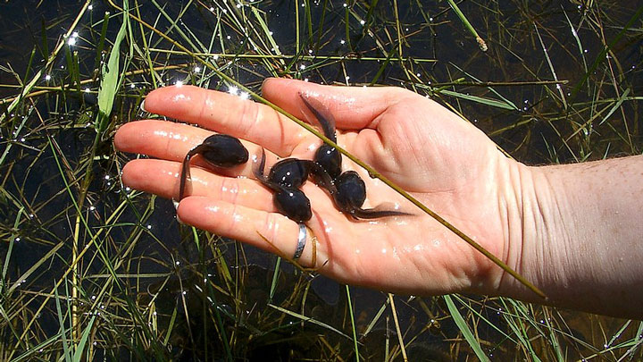 handful of tadpoles in a youngster's hand