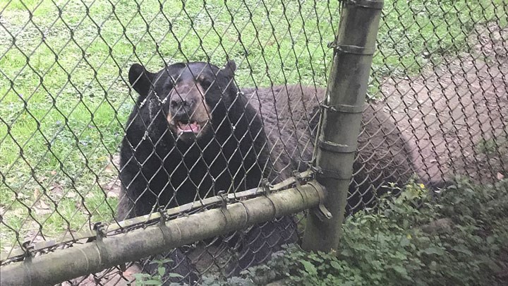 black bear behind chain link fence