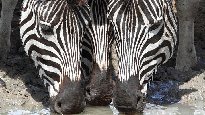 three zebras drink from a waterhole