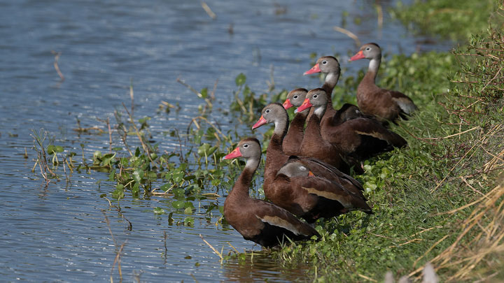 black bellied whistling ducks stand by water