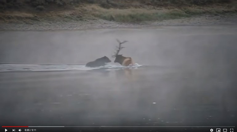 NRA Hunters' Leadership Forum | Caught on Video: Grizzly Kills Mature Bull Elk in Yellowstone Park