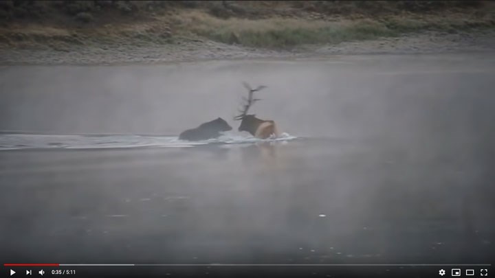 Caught on Video: Grizzly Kills Mature Bull Elk in Yellowstone Park