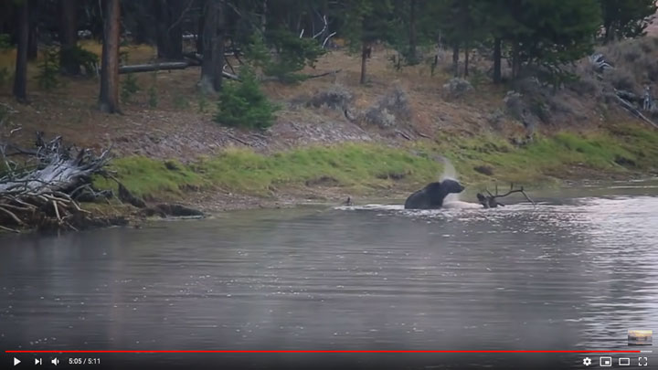 grizzly bear drags bull elk carcass to shore in yellowstone national park