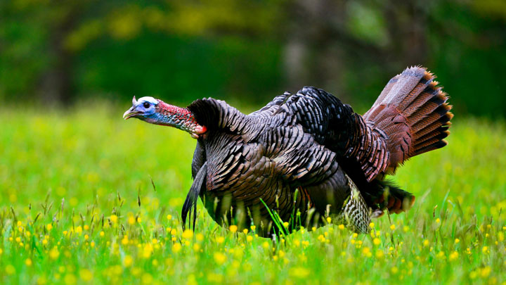 Eastern wild turkey tom gobbles in a meadow