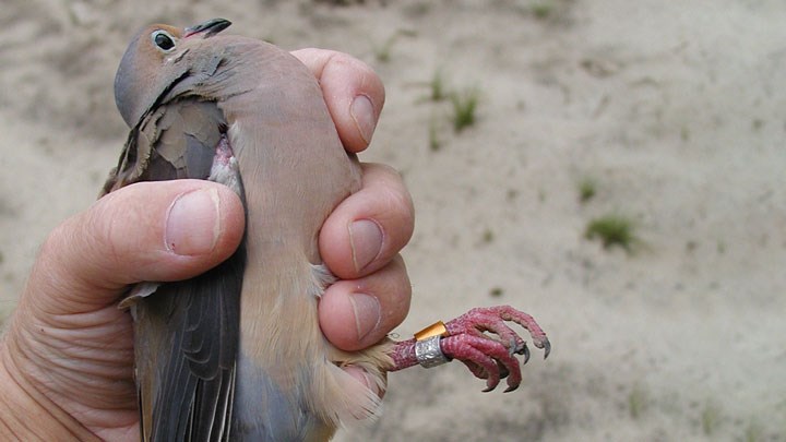 Birds of the Band: How Banding Aids Study of Bird Habitat and Needs