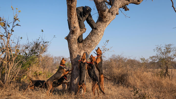 NRA Hunters' Leadership Forum | Trained Scent Hounds Nabbing Poachers to Protect South Africa’s Rhino
