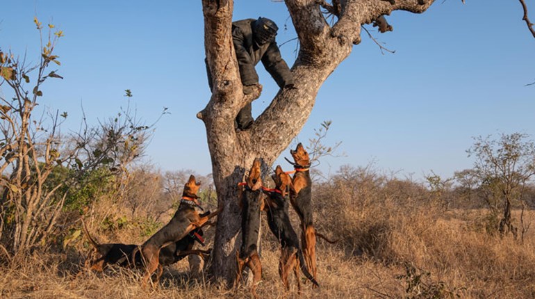 NRA Hunters' Leadership Forum | Trained Scent Hounds Nabbing Poachers to Protect South Africa’s Rhino