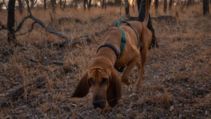 scent hound on the trail of poachers in south africa