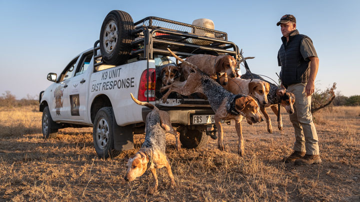 dog handler releases scent hounds from their cages in truck