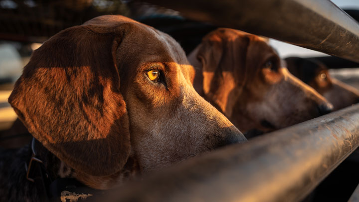 scent hounds await their release inside their cage