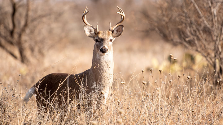 white-tailed deer poses on the prairie