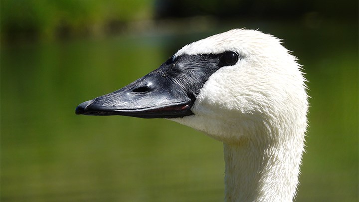 Birds of a Feather: Hunter-Led Conservation Ensured a Future for America’s Iconic Swan Species