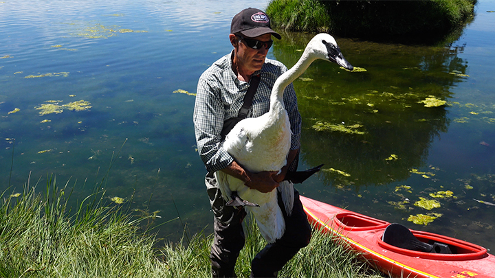 man carries trumpeter swan during conservation efforts