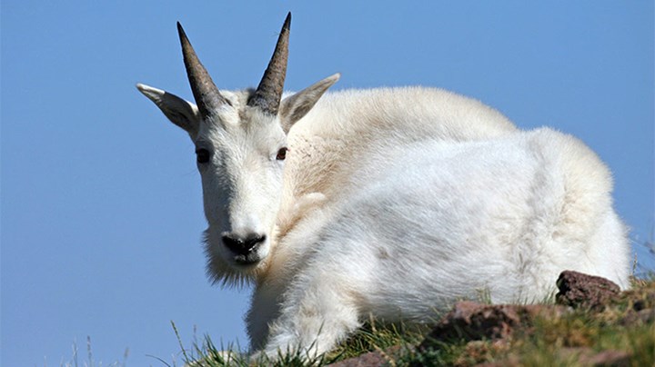 Mountain Goats: A Wilderness Icon On the Way Out?