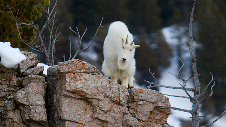 mountain goat stands on rocky crag