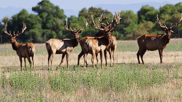 The Citizen Conservation that Saved California Tule Elk
