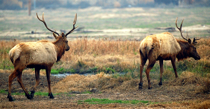 tule elk