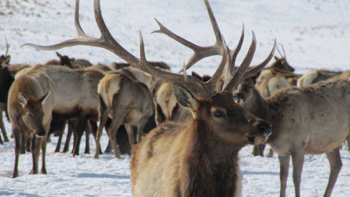 2020 Marks Successful Elk Hunting Season in Wisconsin