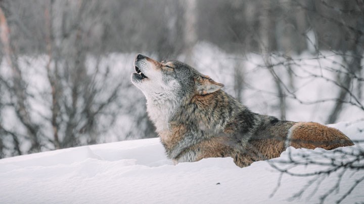 Early Wisconsin Wolf Season Closes, Hunters Hit Quota in 48 Hours