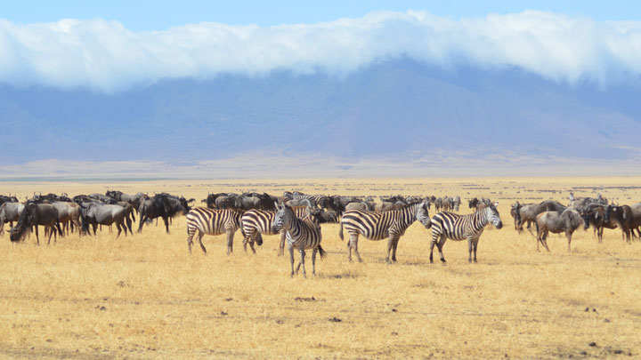 NRA Hunters' Leadership Forum | Why Touting Misinformation about Hunting Is Wrong