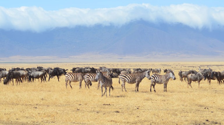 NRA Hunters' Leadership Forum | Why Touting Misinformation about Hunting Is Wrong