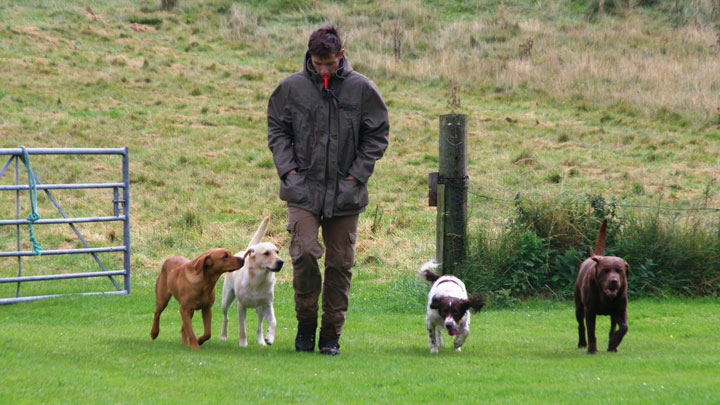 trainer with hunting dogs