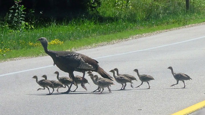 family of wild turkeys crosses road