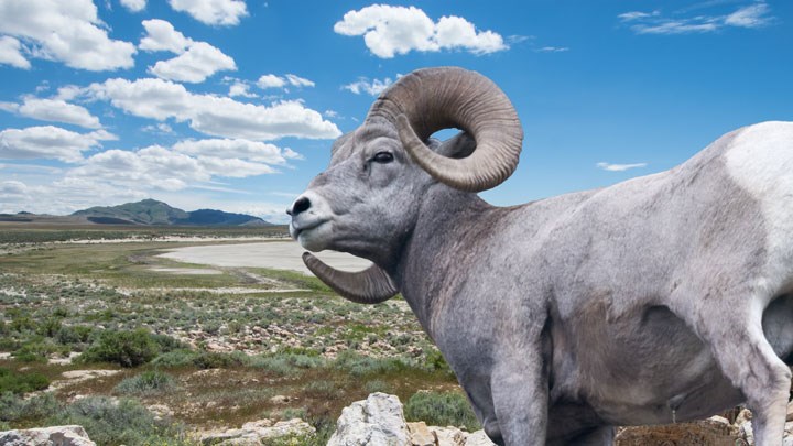Disaster and Deliverance for Antelope Island’s Bighorn Sheep
