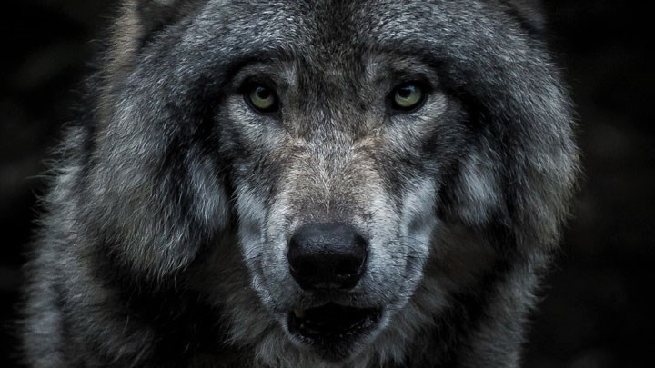 NRA Gives Hunters a Voice in Three Gray Wolf Delisting Lawsuits