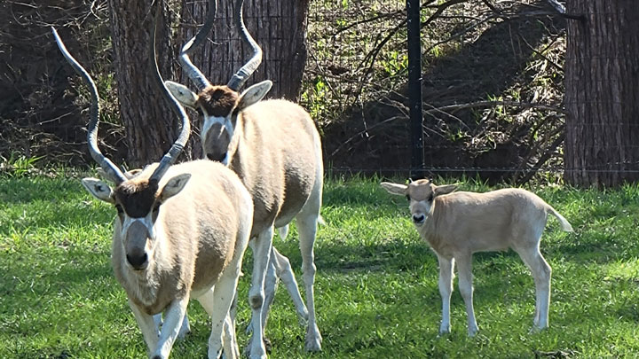 addax in the Texas Hill Country