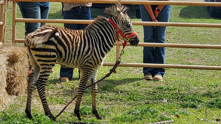 zebra foal