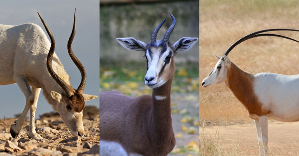 NRA Hunters' Leadership Forum | The Truth about Texas' Exotic Wildlife