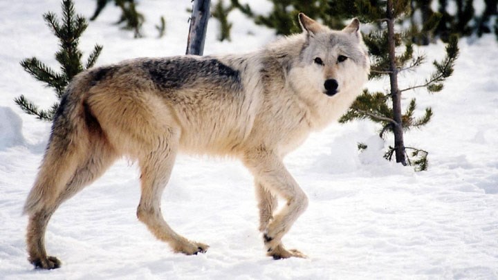 Judge Says NRA and SCI Have Right to Intervene in Lawsuits over Gray Wolf Delisting