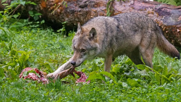 Scientists Pushing Feds to Relist Recovered Gray Wolves