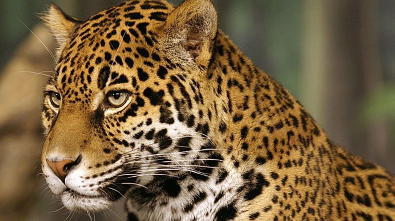 NRA Hunters' Leadership Forum | Scientists Say U.S. Jaguar Reintroduction Would Aid Species Expansion