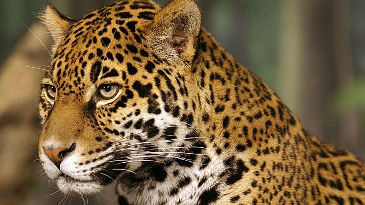 Scientists Say U.S. Jaguar Reintroduction Would Aid Species Expansion