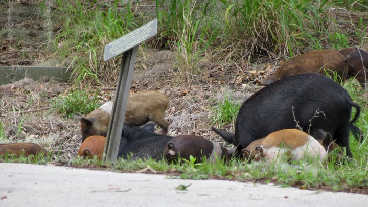 Texas Hunters and Researchers Keep Sights Set on Feral Hog Control